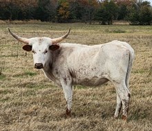 Vixen's Heifer Calf