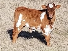 Long M Ranch Bull Calf